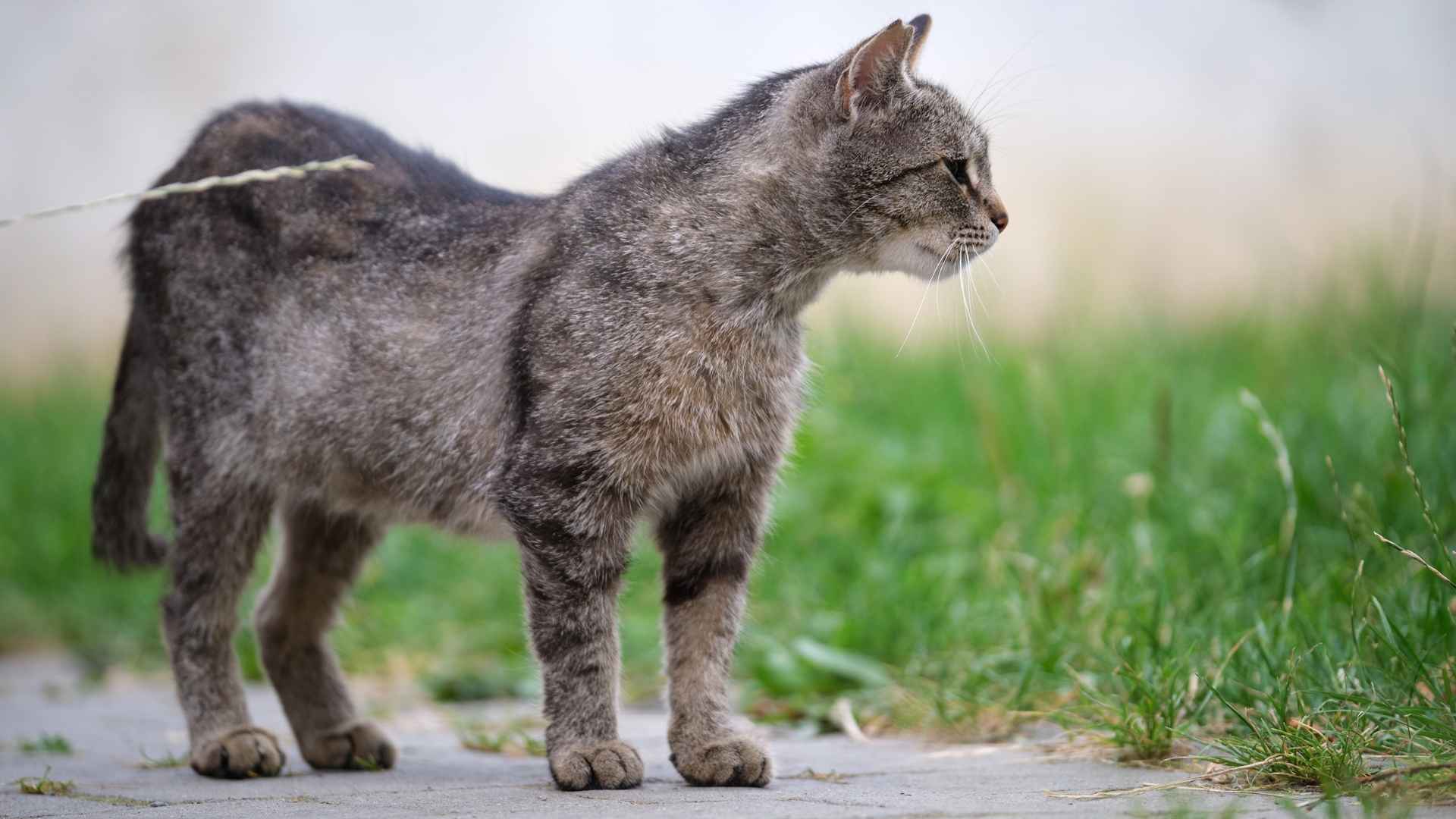 síntomas hipertiroidismo en gatos